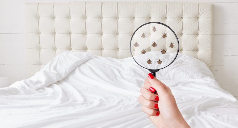 white bed with hand holding magnifying glass showing bed bugs