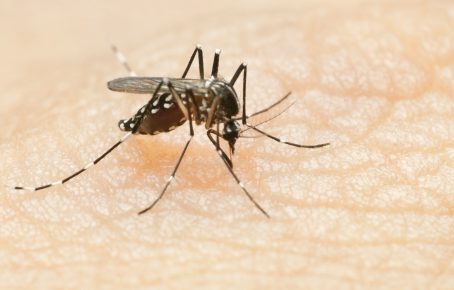 close up of mosquito biting skin
